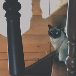 Cat lying on floor