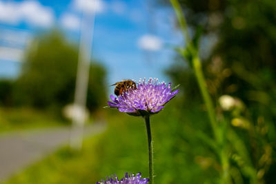 Close-up of butterfly on purple flowering plant