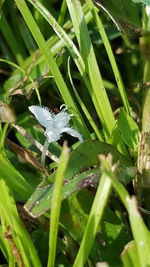 Close-up of insect on plant