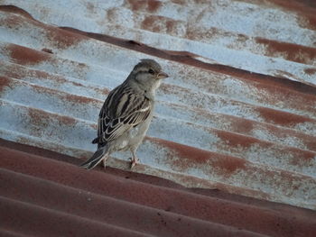 Close-up of bird perching on stone wall