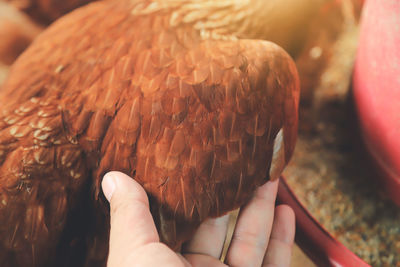 Close-up of hand holding bird