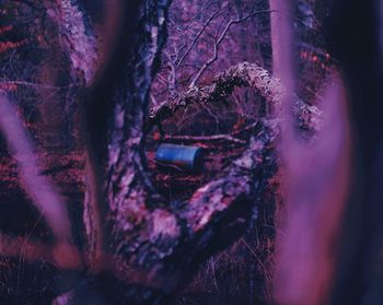 Close-up of tree trunk in forest