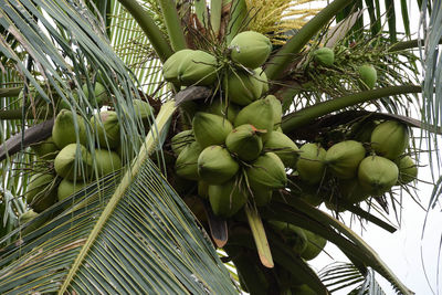 Low angle view of fruits on tree