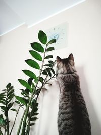 Cat on plant