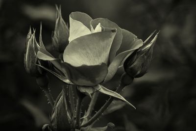 Close-up of flower blooming outdoors