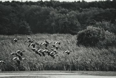 Flock of sheep on field