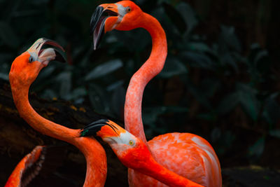 Close-up of flamingo