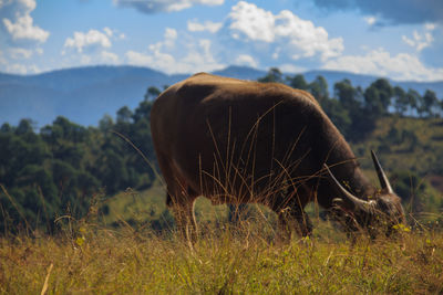 Horse grazing in field