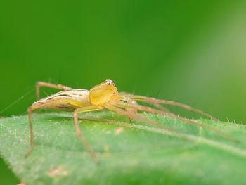 Close-up of spider on leaf