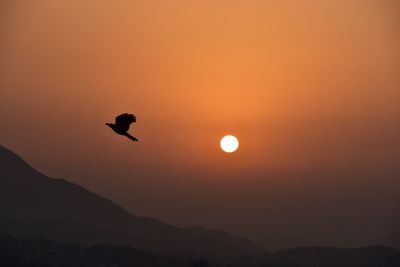 Silhouette of bird flying against sky during sunset