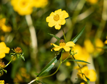 Close-up of yellow flowering plant