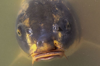 Close-up of turtle swimming in water