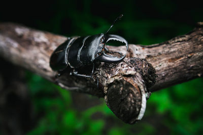 Close-up of insect on tree trunk