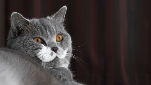 Close-up portrait of cat