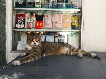 Portrait of cat relaxing in shelf