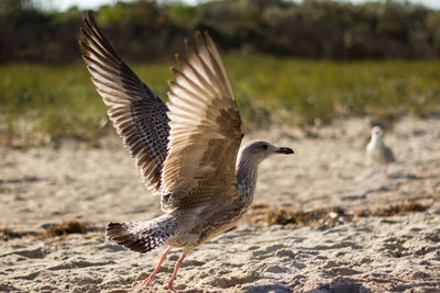 Seagull flapping wings on sand during sunny day