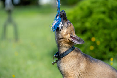 Close-up of a dog looking away