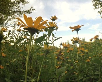 Close-up of yellow flowers blooming in field