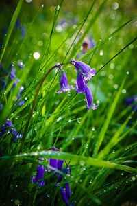 Close-up of wet purple flower