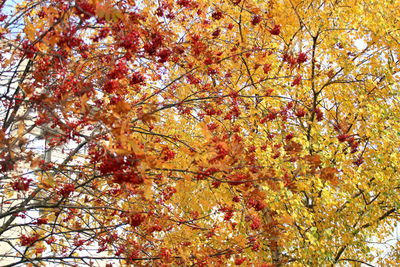 Low angle view of autumnal tree