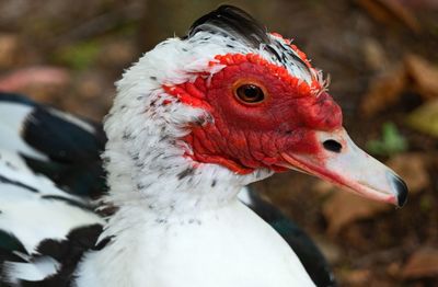 Close-up of a bird, duck