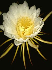 Close-up of flower against black background