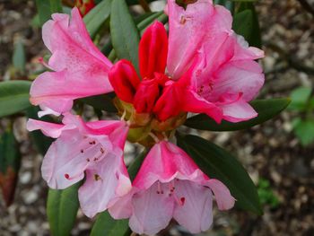 Close-up of pink flowers blooming outdoors