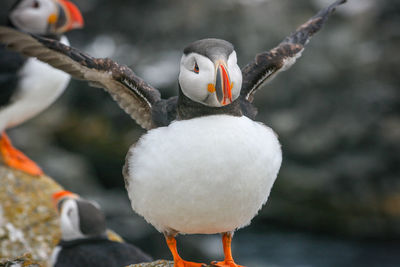 Close-up of puffin 