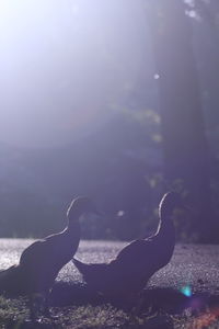 Birds swimming in sea