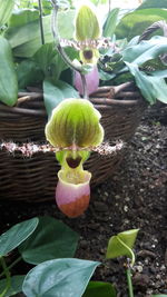 Close-up of fruits growing on plant