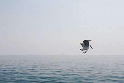 Water bird flying over sea