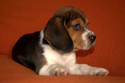 Close-up of beagle puppy sitting against orange background