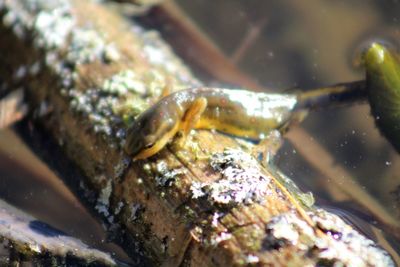 Close-up of crab in water