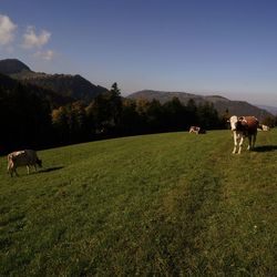 Cows grazing on grassy field against sky
