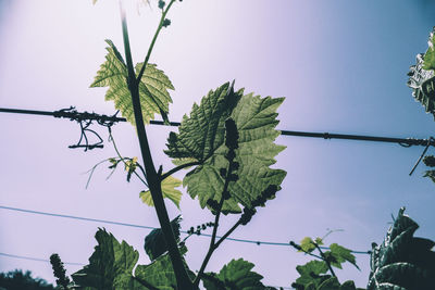 Low angle view of flowering plant against sky