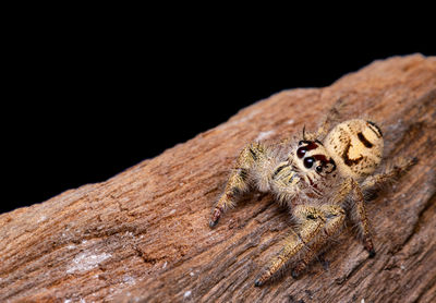 Close-up of a lizard