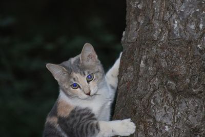 Portrait of cat sitting outdoors