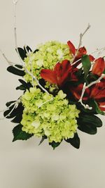 Close-up of plant against white background
