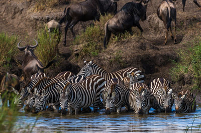 Zebras drinking water at lake