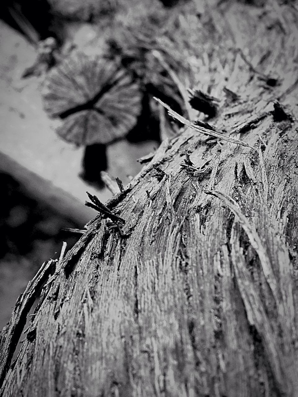 close-up, nature, tree, textured, focus on foreground, wood - material, selective focus, low angle view, branch, tree trunk, growth, rough, outdoors, day, tranquility, no people, dry, natural pattern, sky, leaf