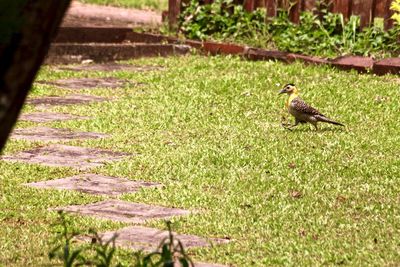 Bird perching on a field