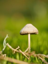 Close-up of mushroom growing outdoors