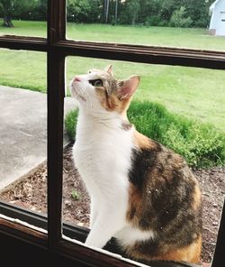 Close-up of cat sitting on window