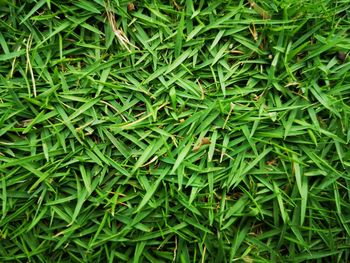 Full frame shot of fresh green grass