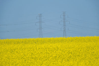 Yellow flowers on field against sky