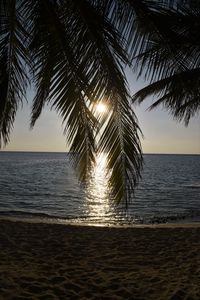 Palm tree by sea against sky during sunset