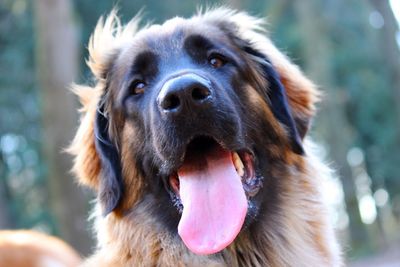 Close-up portrait of dog