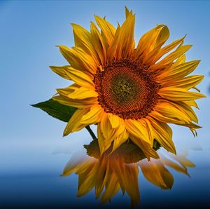 Close-up of sunflower against sky