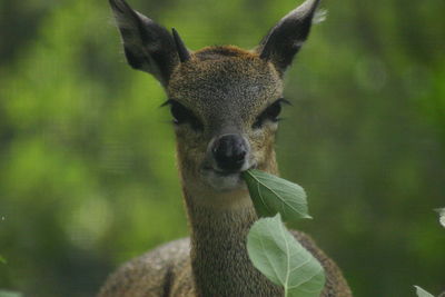 Close-up portrait of squirrel eating outdoors