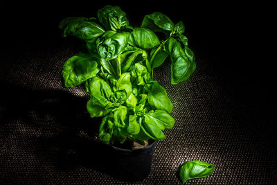 High angle view of vegetables on table against black background